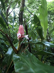 Alpinia sessiliflora