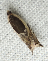 Ancylis discigerana