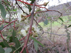 Eucalyptus macrorhyncha