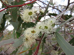 Eucalyptus macrorhyncha