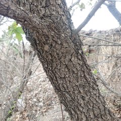Quercus glaucoides
