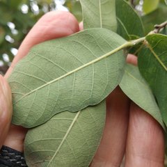 Quercus glaucoides