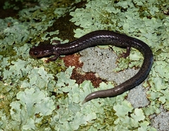 Plethodon hoffmani
