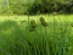 Carex normalis