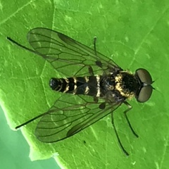 Chrysopilus fasciatus