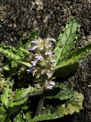 Ajuga nipponensis