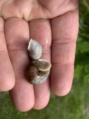 Allogona ptychophora