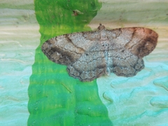 Polymixinia appositaria