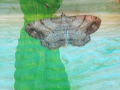 Polymixinia appositaria