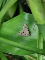 Metaemene atrigutta maculata