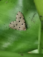 Metaemene atrigutta maculata