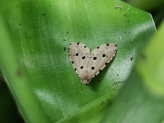 Metaemene atrigutta maculata