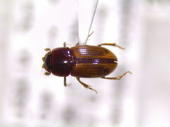 Blackburneus stercorosus