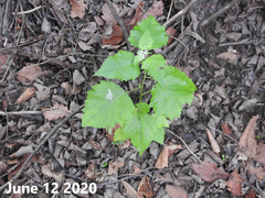 Populus tomentiglandulosa