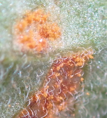 Cronartium ribicola