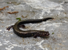 Plethodon hubrichti