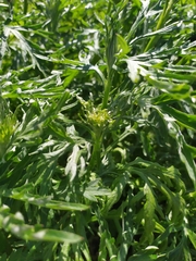 Artemisia vulgaris kamtschatica