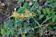 Lathyrus sulphureus