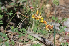 Lathyrus sulphureus