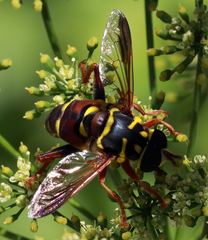 Meromacrus gloriosus