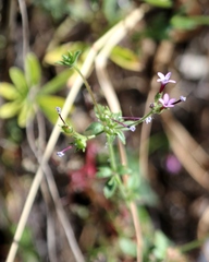 Allophyllum gilioides
