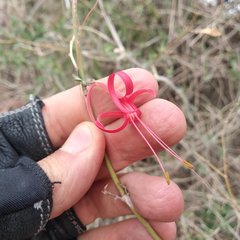 Anisacanthus pumilus