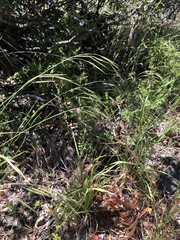 Bromus laevipes