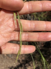 Bromus laevipes