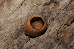 Muscardinus avellanarius