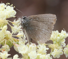 Satyrium semiluna