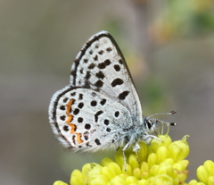 Euphilotes columbiae