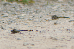 Phanogomphus kurilis