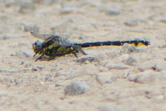 Phanogomphus kurilis