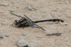 Phanogomphus kurilis