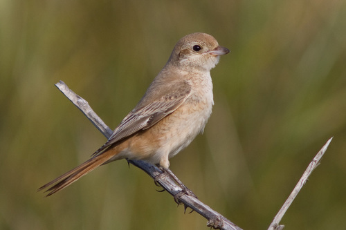 Isabelline Shrike