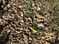 Oreoxis alpina