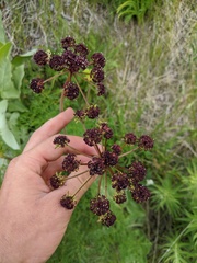 Lomatium multifidum