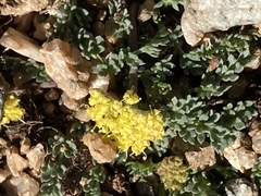 Oreoxis alpina