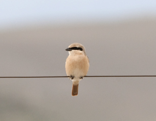 Isabelline Shrike