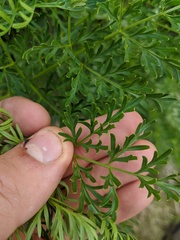 Lomatium multifidum