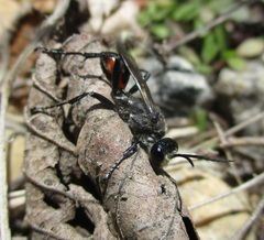 Prionyx