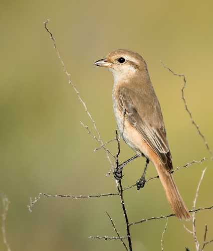 Isabelline Shrike