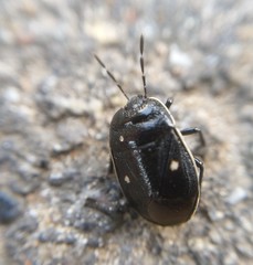 Adomerus biguttatus