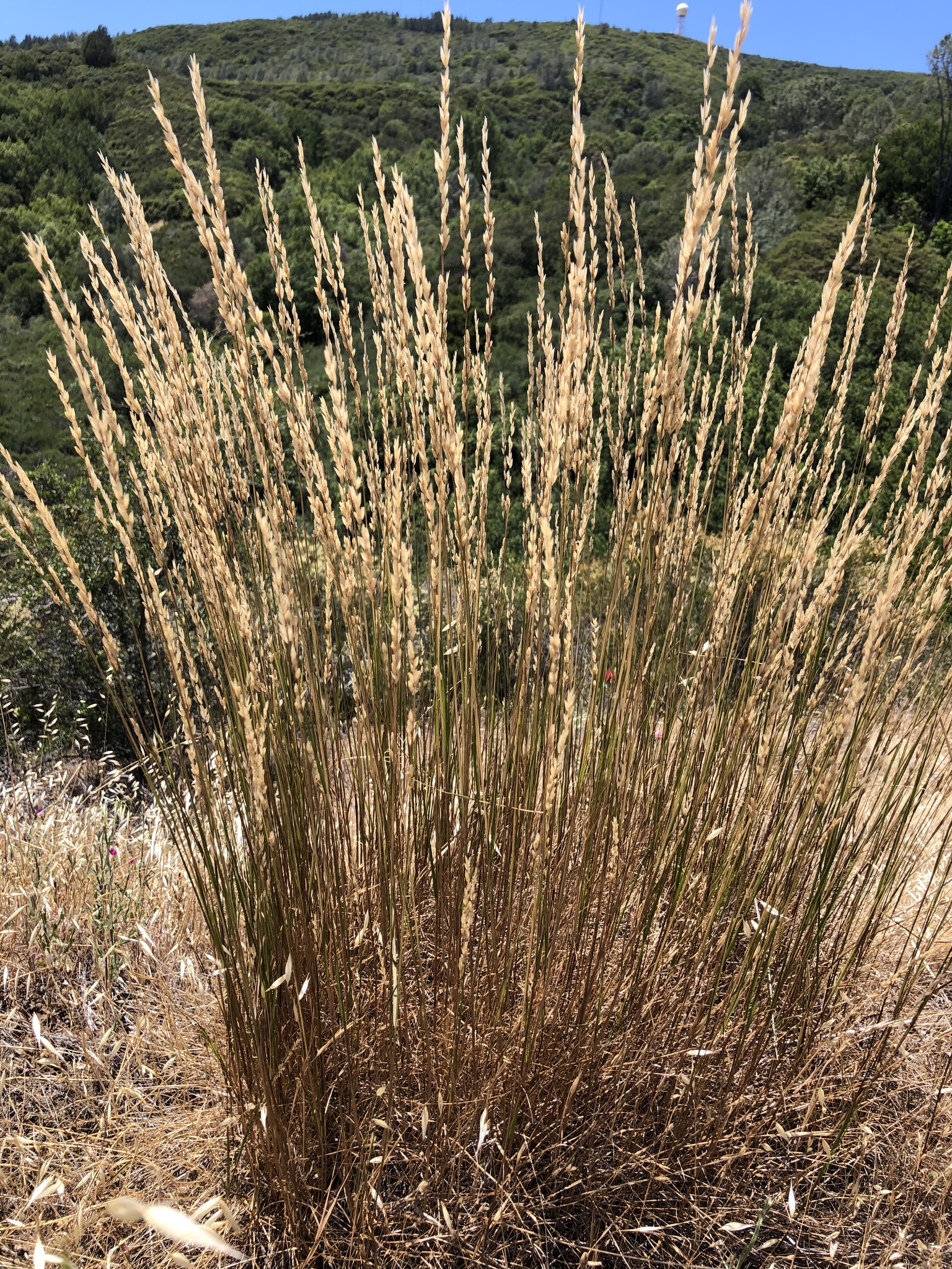 Melica californica