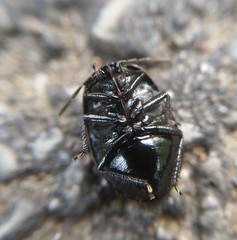 Adomerus biguttatus