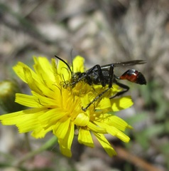 Prionyx