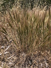 Elymus multisetus