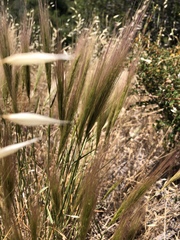 Elymus multisetus