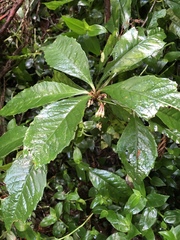 Ardisia cornudentata stenosepala