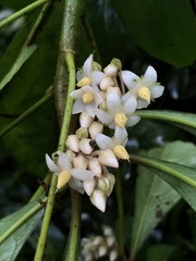 Ardisia cornudentata stenosepala